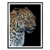 Poster Dambreville - Neugieriger Jaguar 