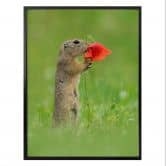 Poster van Duijn - Erdhörnchen mit Mohnblume 