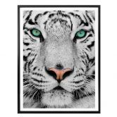 Poster Gorgeous Sumatran Tiger 