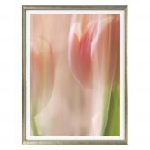 Poster Westum - Shy tulips 