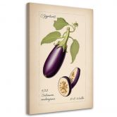 Leinwandbild Gemüse Weinlese Aubergine 