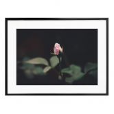 Poster Blüte einer Rose 