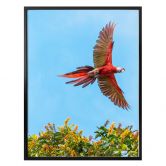 Poster Colombo – Papagei im Flug 