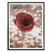 Poster Delgado - Mohnblumen-Portrait 