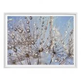 Poster Delgado - Wassertropfen in der Pusteblume 