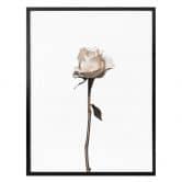 Poster Die weiße Rose 