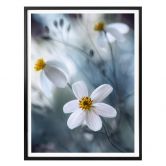 Poster Disher - Die weiße Blüte 