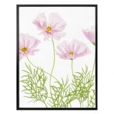 Poster Disher - Sommerblume 