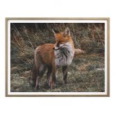 Poster - Fuchs 02 