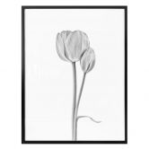 Poster Grønkjær - Tulpen 
