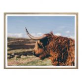 Poster - Highland Cow 02 