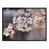 Poster Sakura branch 