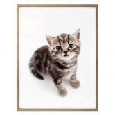 Poster Kitten 03 