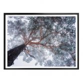 Poster Krivec - Boom in de Winter 