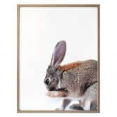Premiumposter - Lepus 