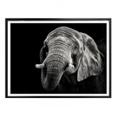 Poster Meermann - Der Elefant 