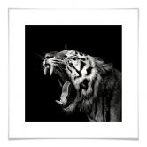 Poster Meermann - Der Tiger - quadratisch 