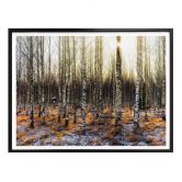 Poster Olsen - Sonnenschein im Birkenwald 