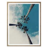 Poster Palm Trees 03 
