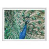 Poster Peacock 