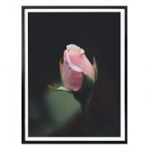 Poster Rosa Blüte einer Rose 