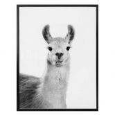 Poster Sisi & Seb - Happy Lama 