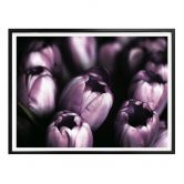 Poster Tulpen 