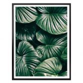 Affiche - Urban Jungle - Alokasie Calidora 