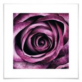 Poster Violet Rose 