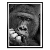 Plakat - Wenner - Gorillaen 