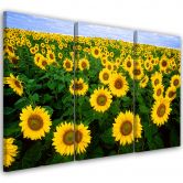3-delige canvas print, Zonnebloemen Weide 