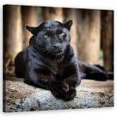 Leinwandbild, Schwarzer Panther 