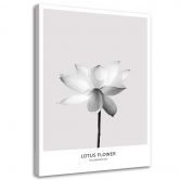 Canvasbillede, Hvid lotusblomst 