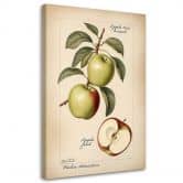 Leinwandbild Obst Weinlese Apfel 