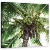 Leinwandbild, Kokusnuss-Palme 