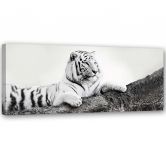 Leinwandbild, Tiger Wildtiere Natur 