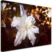 Canvas schilderij, Witte lelie op bruine achtergrond 