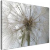 Leinwandbild, Pusteblume Pflanzen Natur 