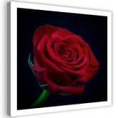 Leinwandbild, Rote Rose in der Dunkelheit 