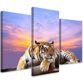 Leinwandbild 3-teilig, Tiger Wild Tiere 