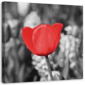 Leinwandbild, Rote Tulpe auf einer Wiese 