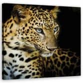 Canvasbillede, Majestætisk leopard 