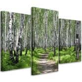 3-delige canvas print, berkenbos natuur 