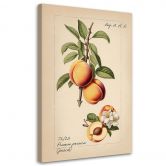 Leinwandbild, Vintage-Obst Pfirsich 