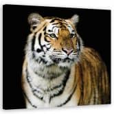 Leinwandbild, Tiger Wildtiere Natur 