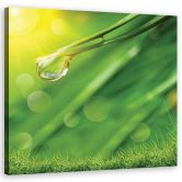 Canvasbillede, dug på græs 