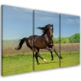 Leinwandbild 3-teilig, Pferdegalopp-Wiese 