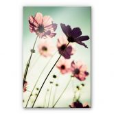 Acrylglasbild Rosa Kosmeen 