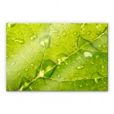 Acrylglasbild Wasserperlen 