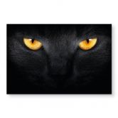 Acrylglasbild Katzenaugen 